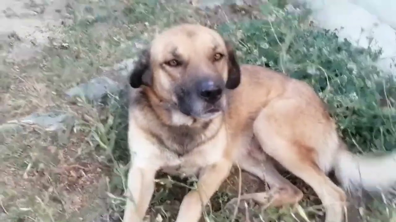 Erzincan üzümlü Çardaklı köyü Anadolu'nun güzelliğini doyumsuzca yaşamak 