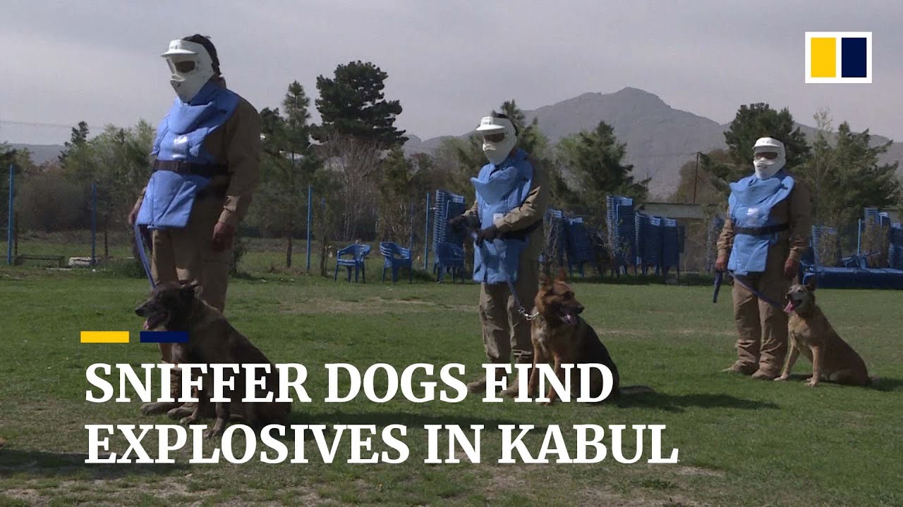 Sniffer dogs on a life-or-death mission to find explosives in Afghan capital Kabul