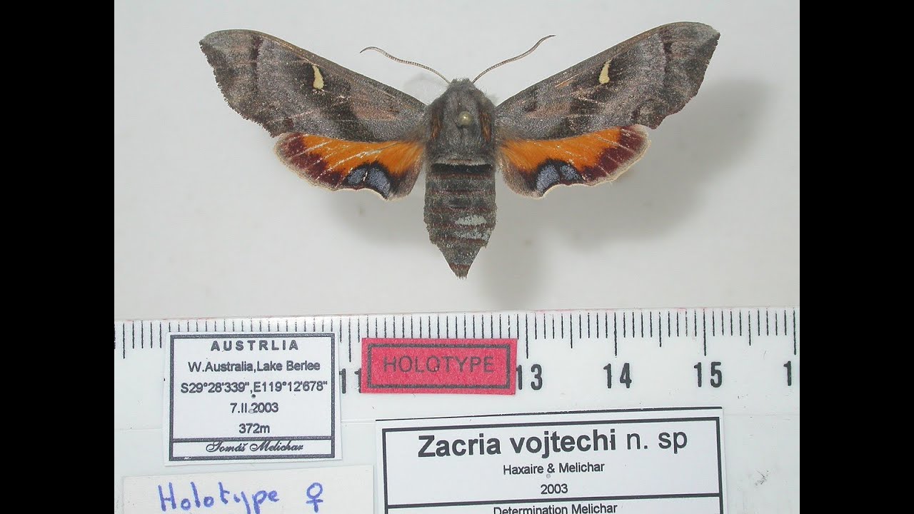 Holotype (Weetje van de Week #106)