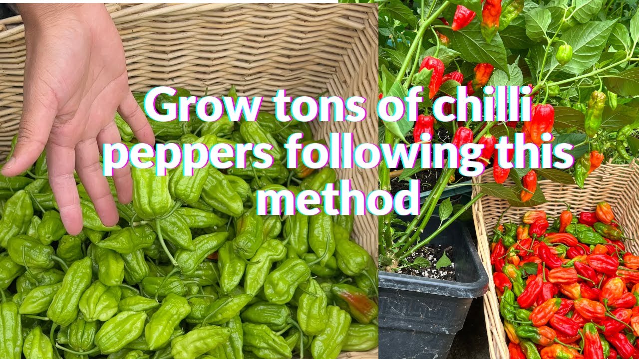 How To Grow | Naga chilli | নাগা মরিচ | বোম্বাই মরিচ  | Hot Peppers Plants from Seeds