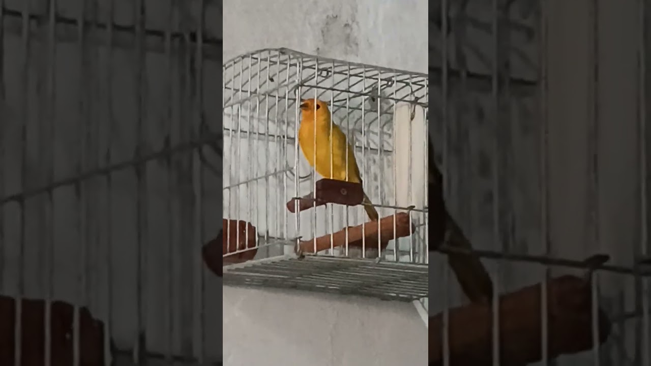 Canario criollo el Pikachu 
