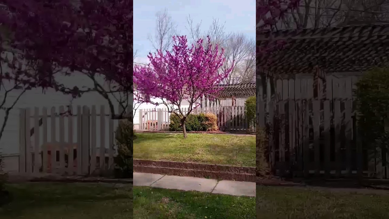 Beautiful Bloomed Eastern Redbud Tree - Spring Time in Kansas #redbud #trees #alongtheway #spring