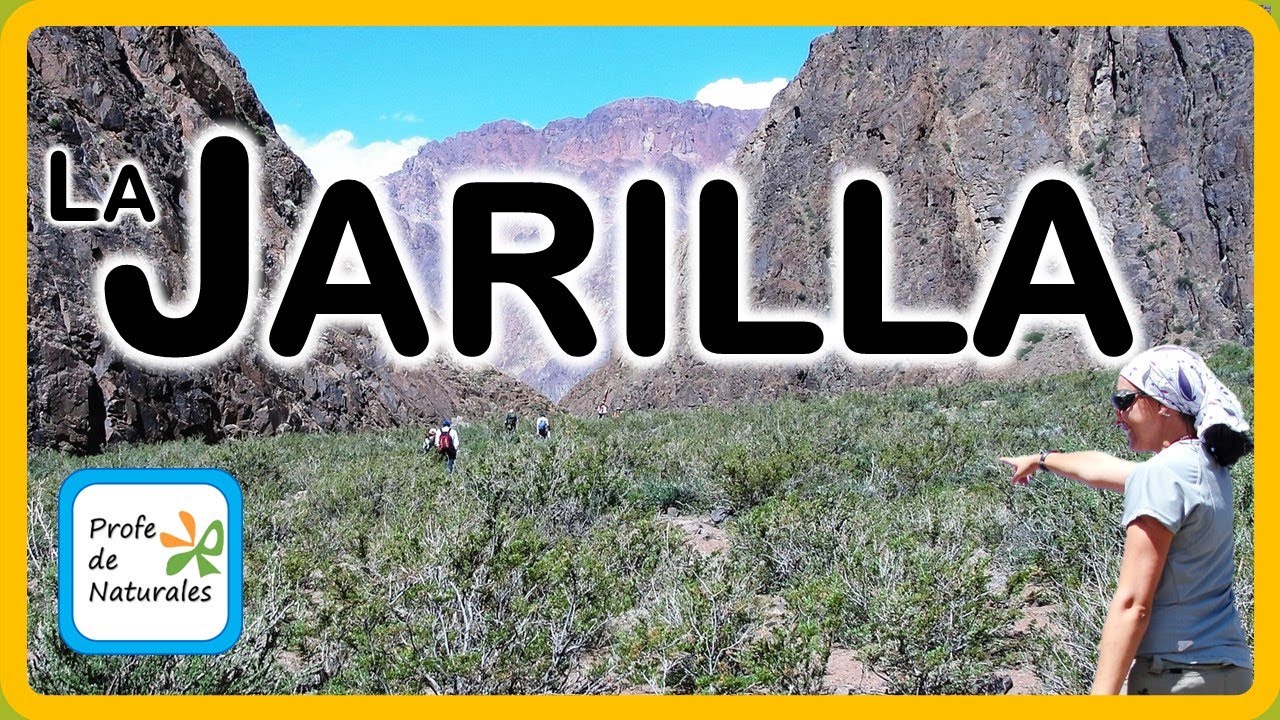 La Jarilla, flor provincial de Mendoza
