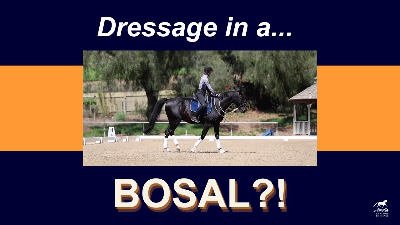 Introducing Your Horse to Bitless Riding