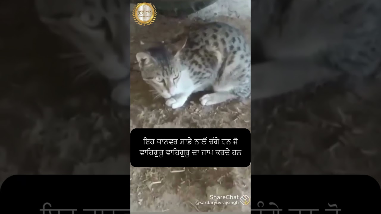 #cat  #sikhdevotion  #motivation  #viralvideo #sikhdevotionalmusic  #shortvideo  #waheguru #animals