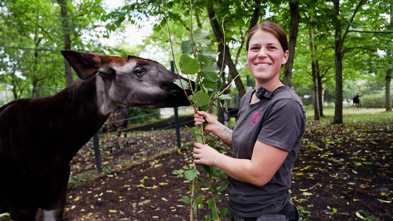 Nachwuchs im Revier Afrikanische Huftiere: Okapi, Bongo & Zebra
