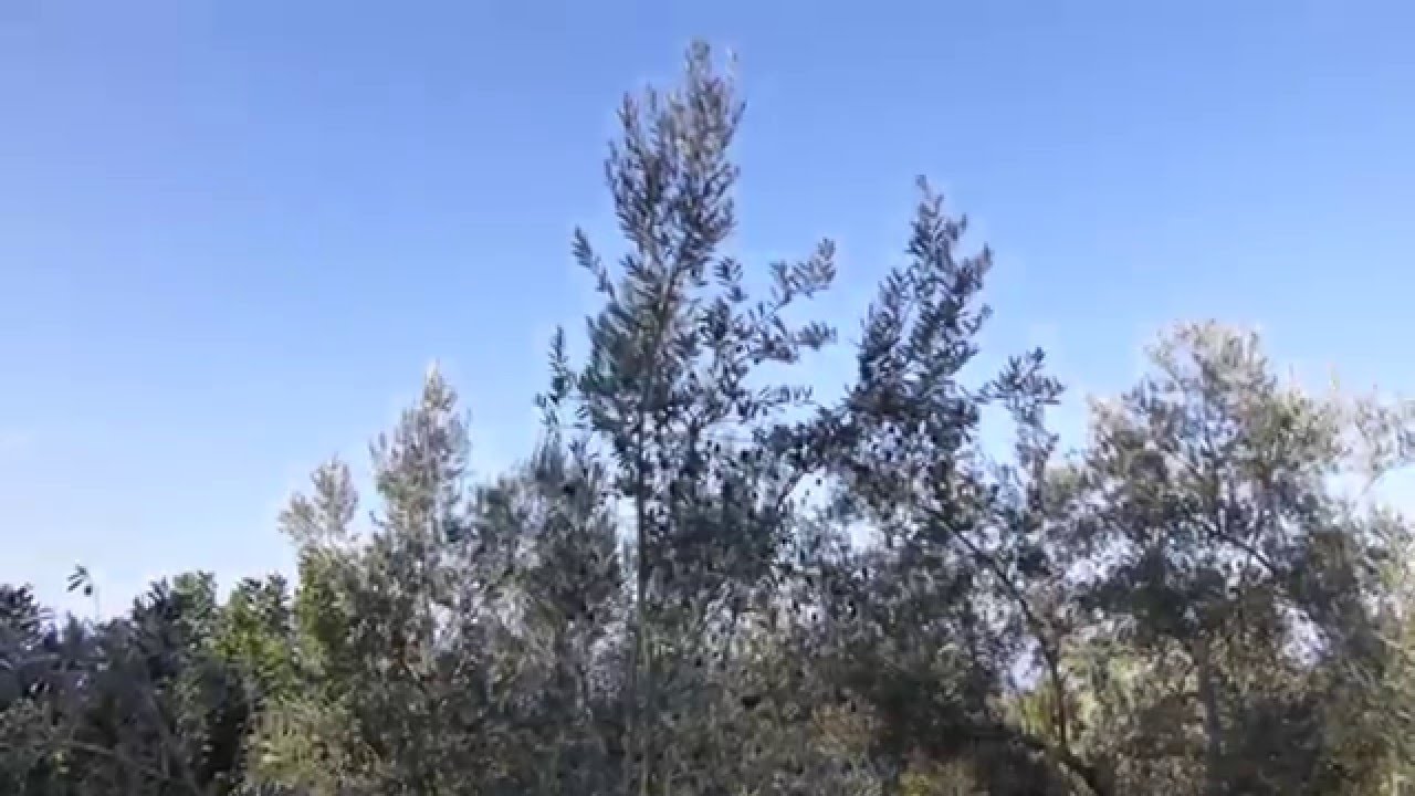 Wandern Mallorca - (037) Rundwanderung über Fornalutx und den Mirador de ses Barques von Soller