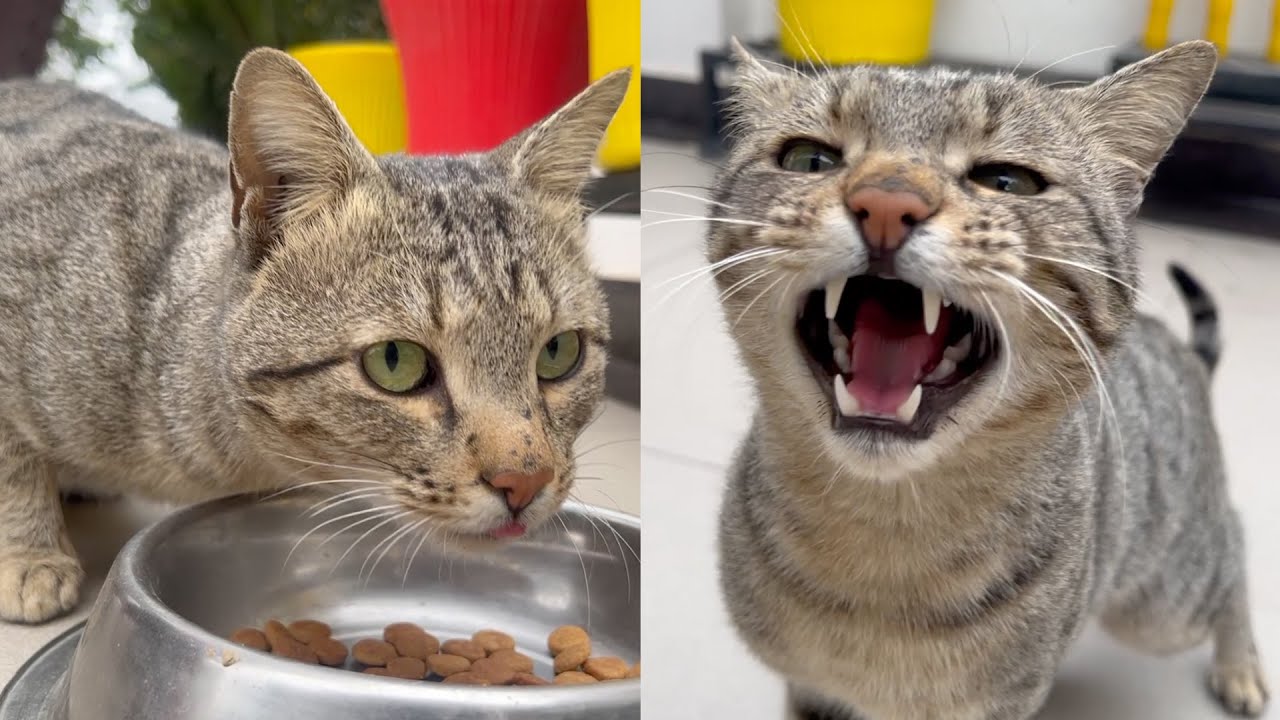 A Hungry Street Cat Comes to My Home Every Day 🐱❤️ Feeding a Stray Cat - Indian Cat #cat #streetcat