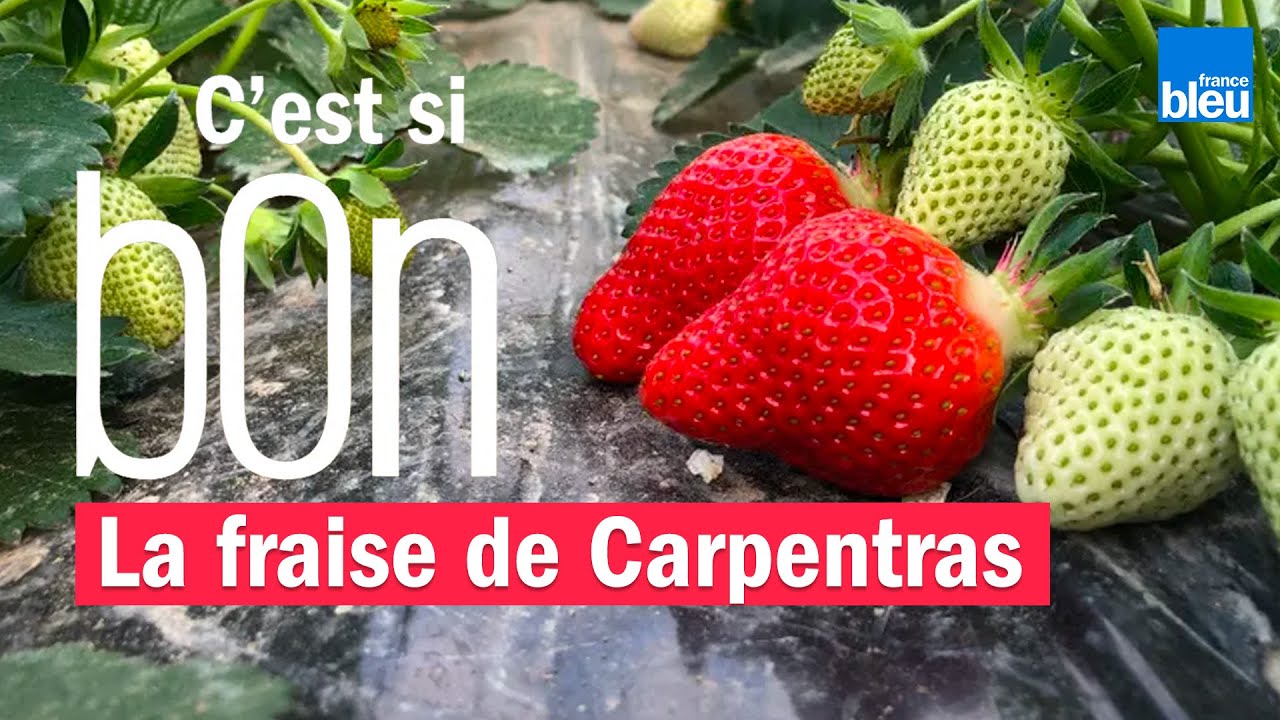 La fraise de Carpentras, entre culture et dégustation - C'est si bon