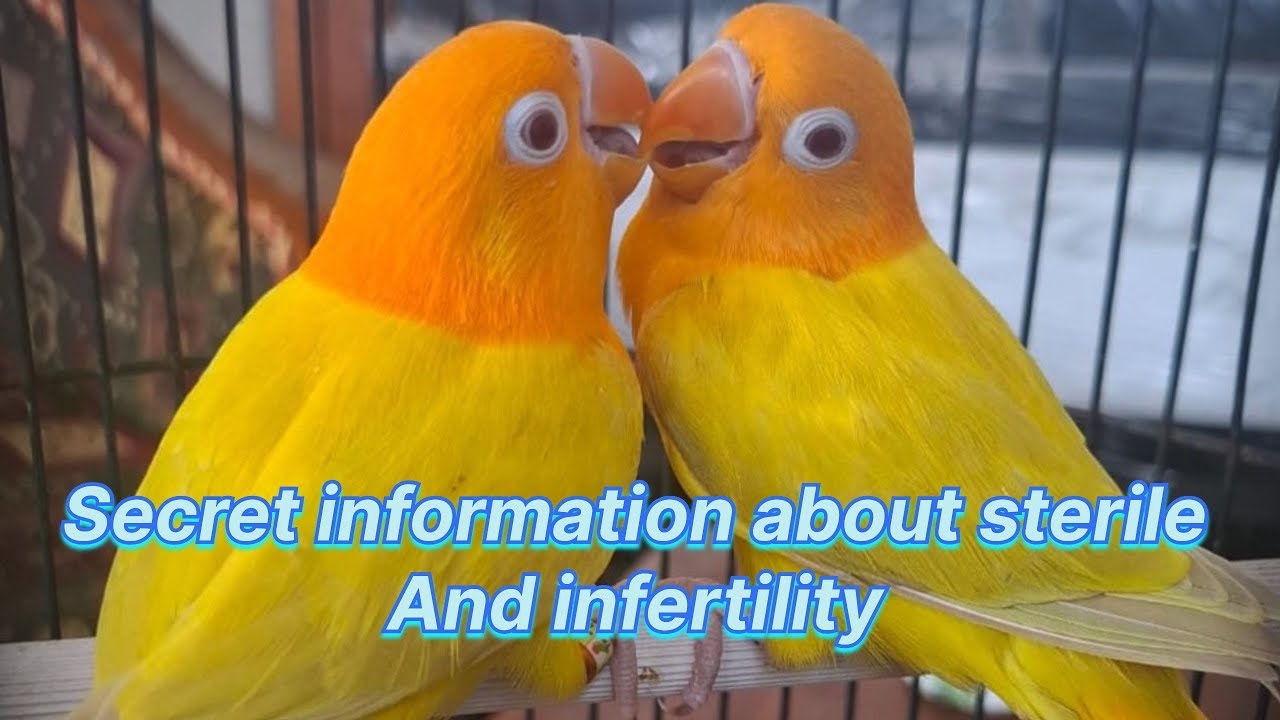 Lovebird infertility cure | and information about sterility