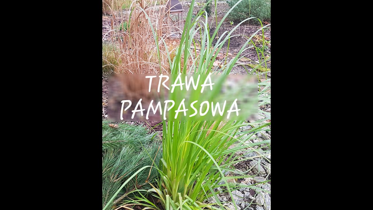 Osłaniamy trawę pampasową # Nasz Ogródek