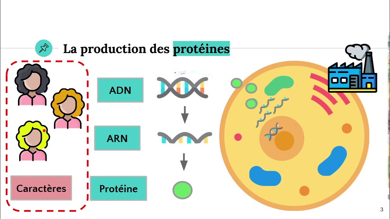 Du gène à la protéine 🧬