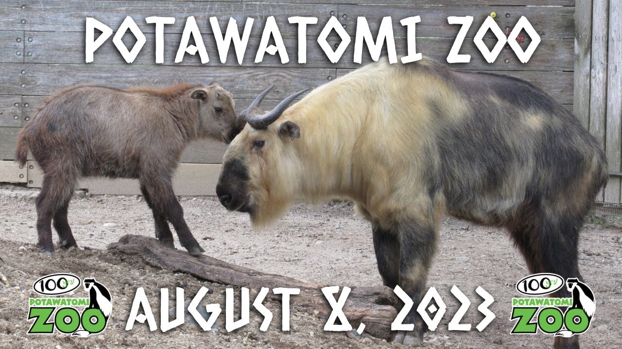 Potawatomi Zoo | August 8, 2023