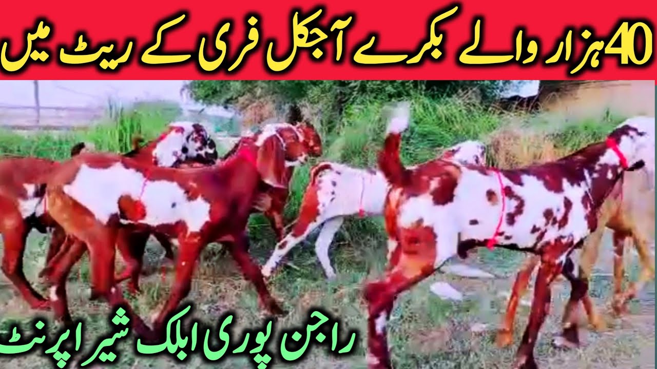 Rajinpuri Ablak Beetal Bakre Bakrian Dera Gazi Khan Goat Mandi || Global Village Farming