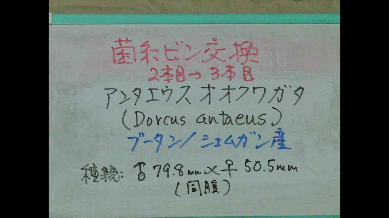 CIMG4821 No.475 シェムガン産アンタエウスオオクワガタ幼虫の菌糸瓶交換２本目→３本目