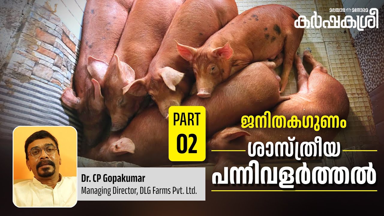 ശാസ്ത്രീയ പന്നിവളർത്തൽ | Part - 2 | ജനിതകഗുണം | Karshakasree | Pig Farming | Modern Farming