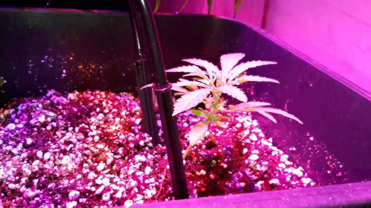 Episode 10 wilma hydroponic system budmaster led