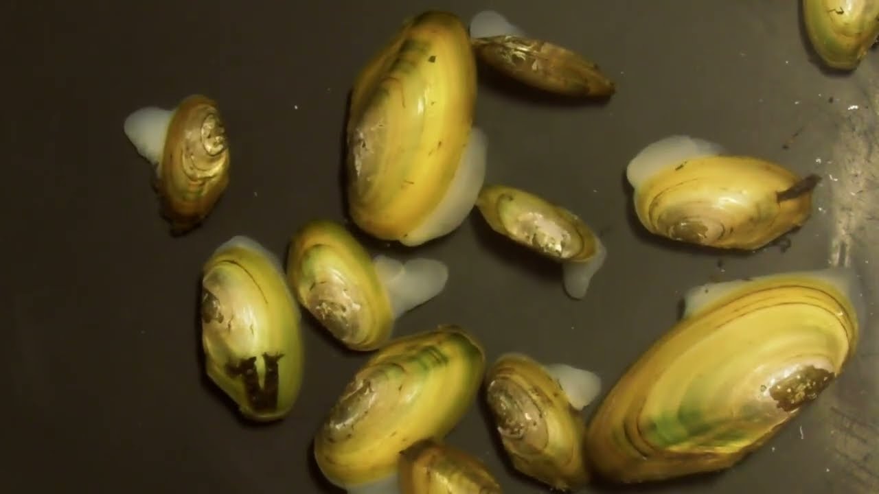 Fresh Water Clams Walking