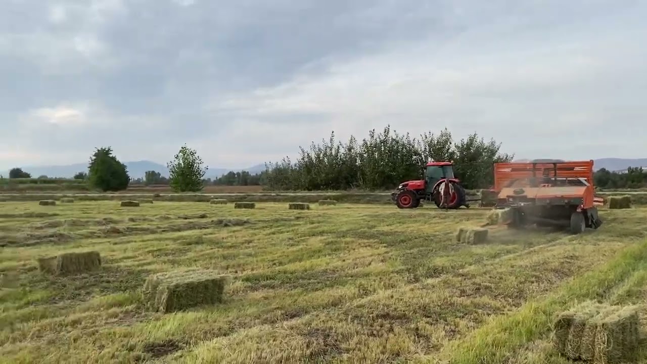 Yazotu(Tefgrass) 2. Balyalama