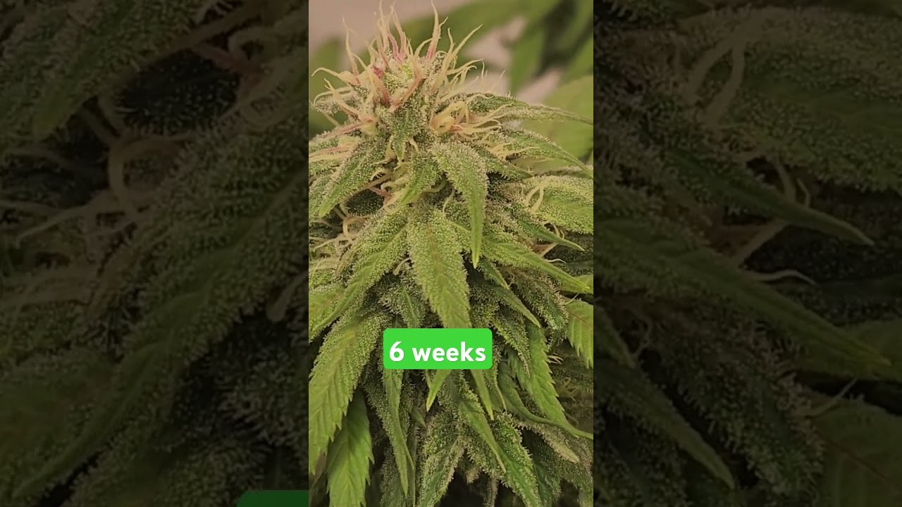 Very rare cutting and alleged parent of real Pink Kush #king #cannabis #canada #weed #ACMPR