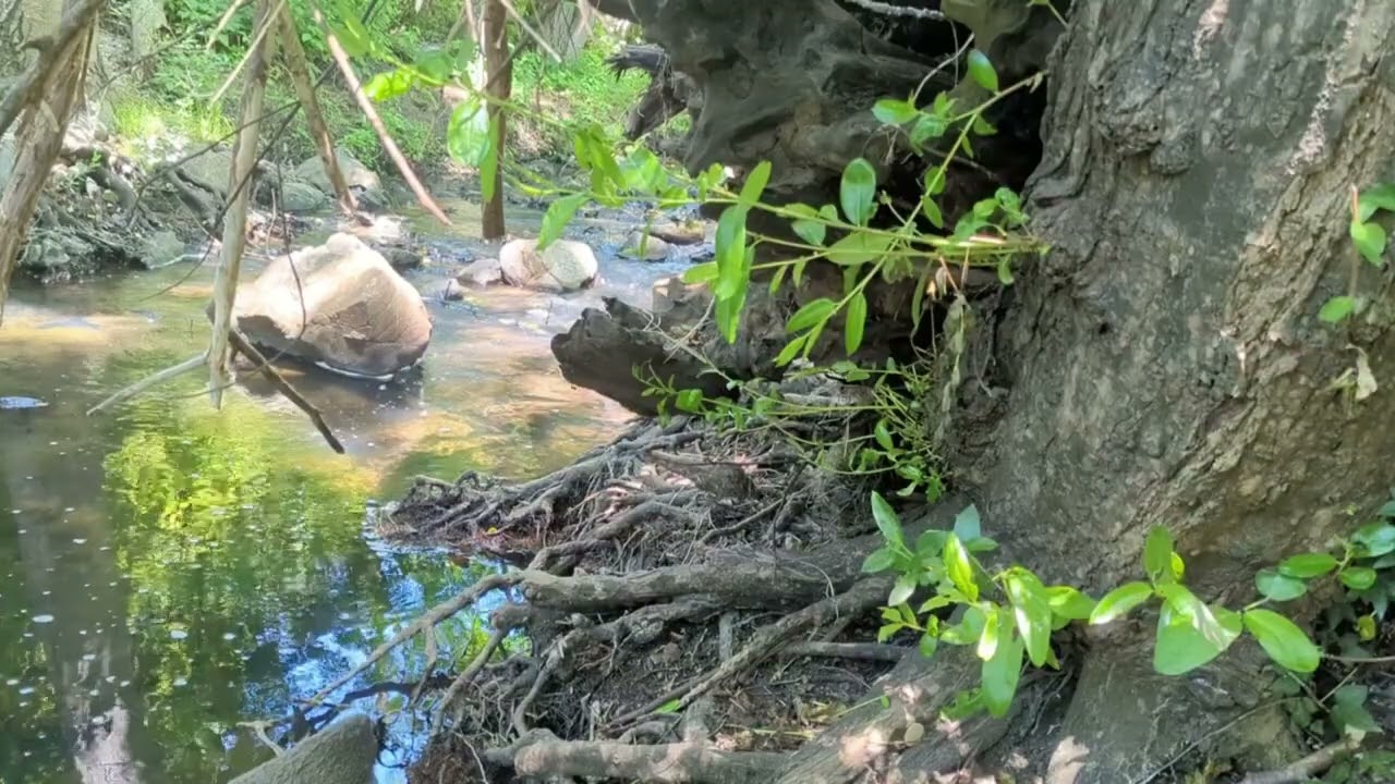 Lazy Little Creek