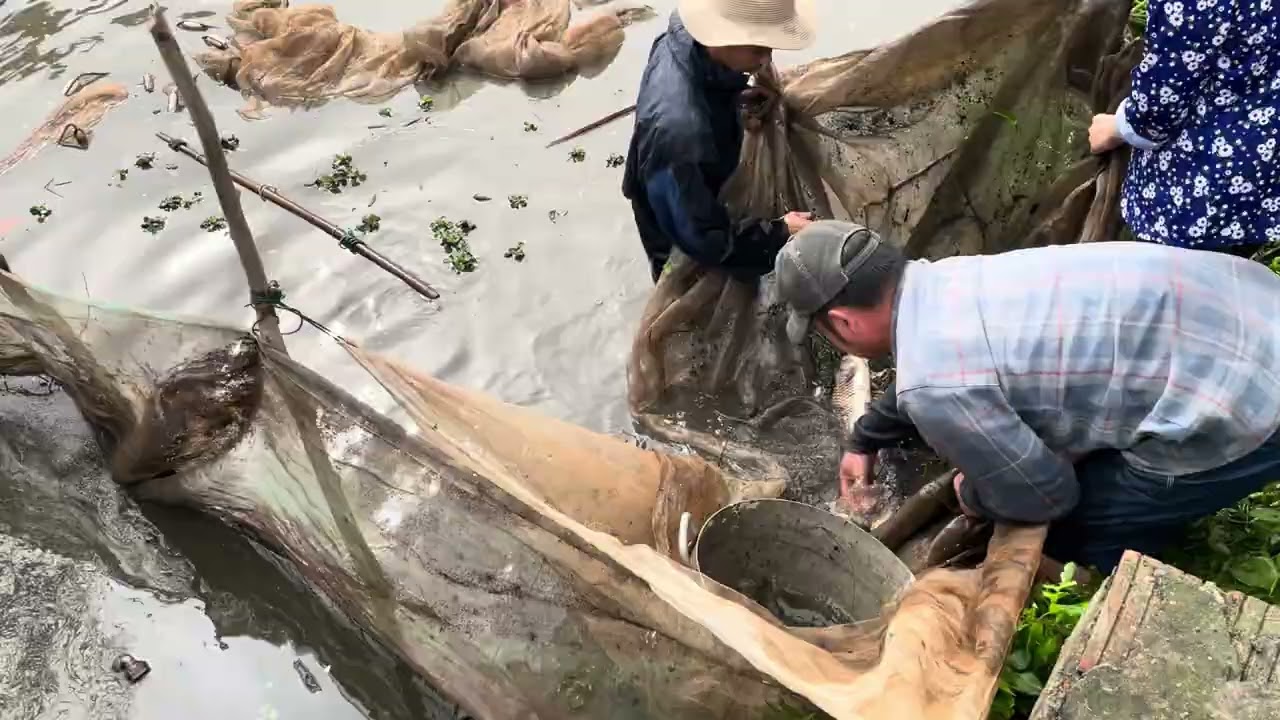 🐟🐟🐟 Đánh lưới vét toàn CÁ KHỦNG sau tết | Hoa Mân Côi 