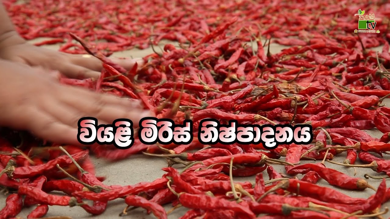 Govibimata Arunalu TV Program | වියළි මිරිස් නිෂ්පාදනය | 2020-11-01 | Krushi Tv