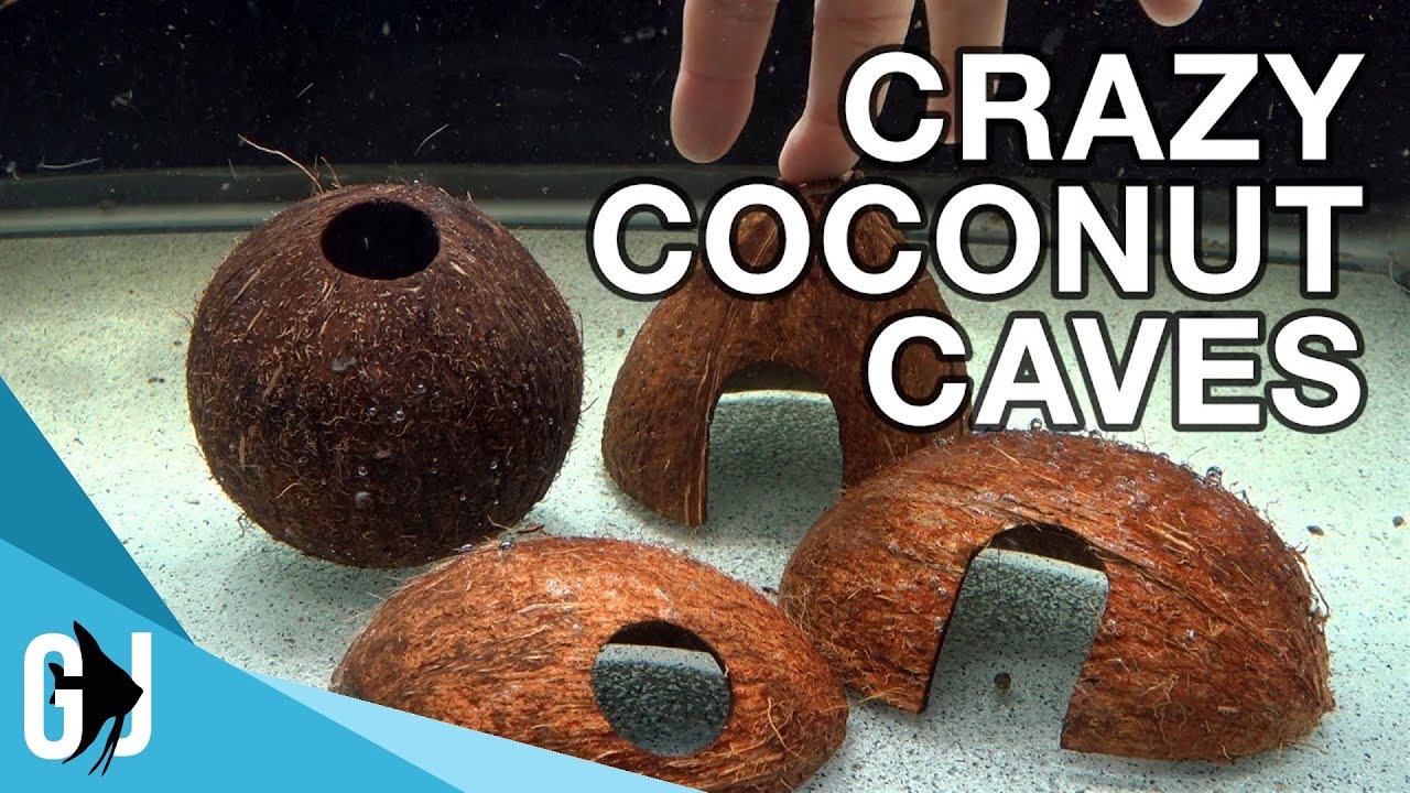 #572: Cutting DIY Coconut Huts - Update Monday
