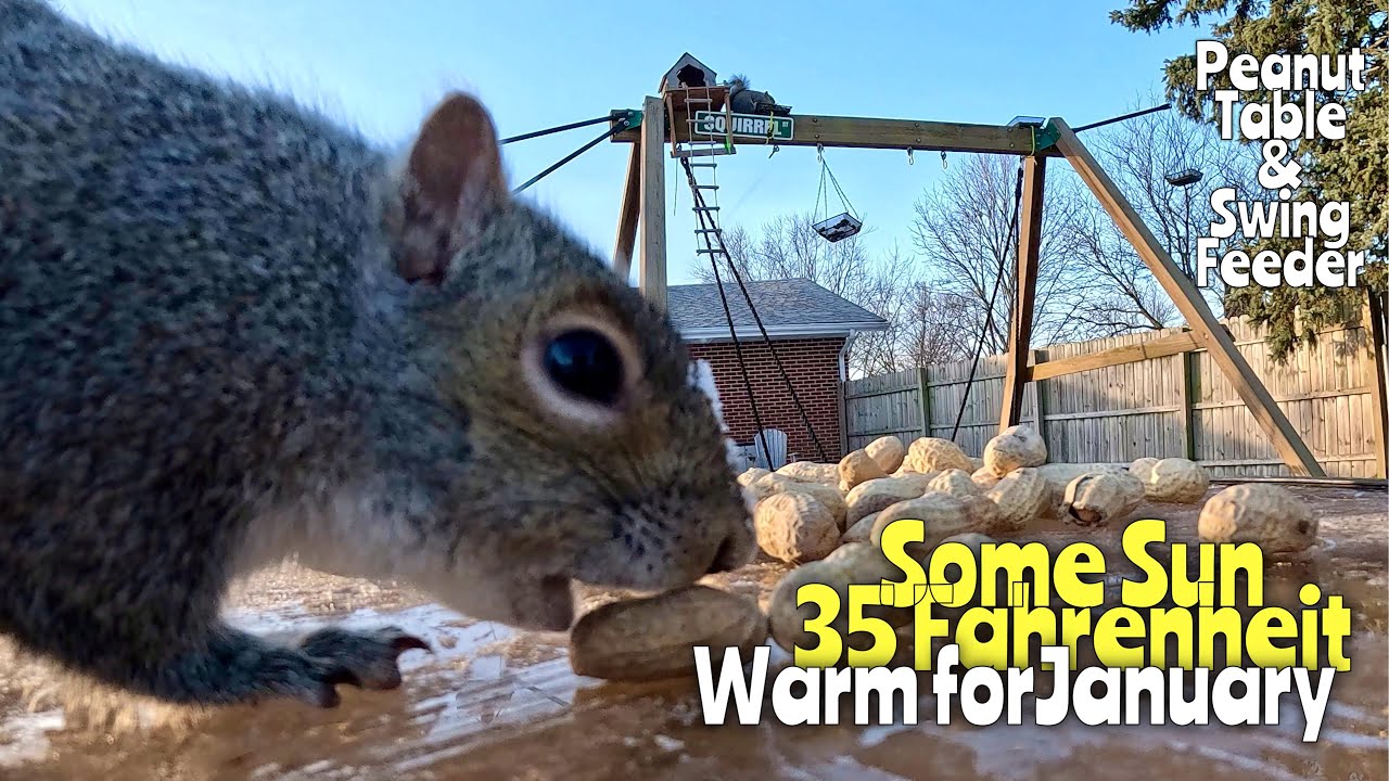 Peanut Table Warm for January #squirrels #bluejays #birds #wildlife #wilfefeeding #gopro