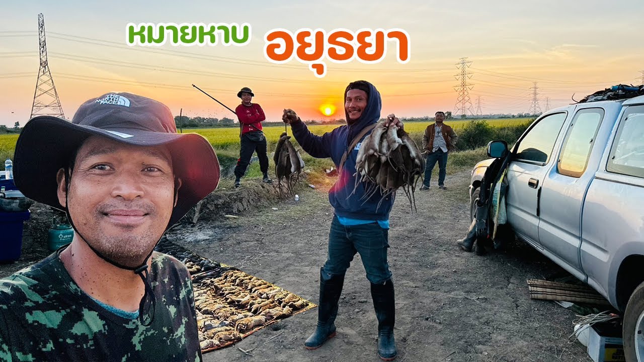 บุกดงหนูหวาย ทำไมมันมากมายขนาดนี้ ที่อยุธยา