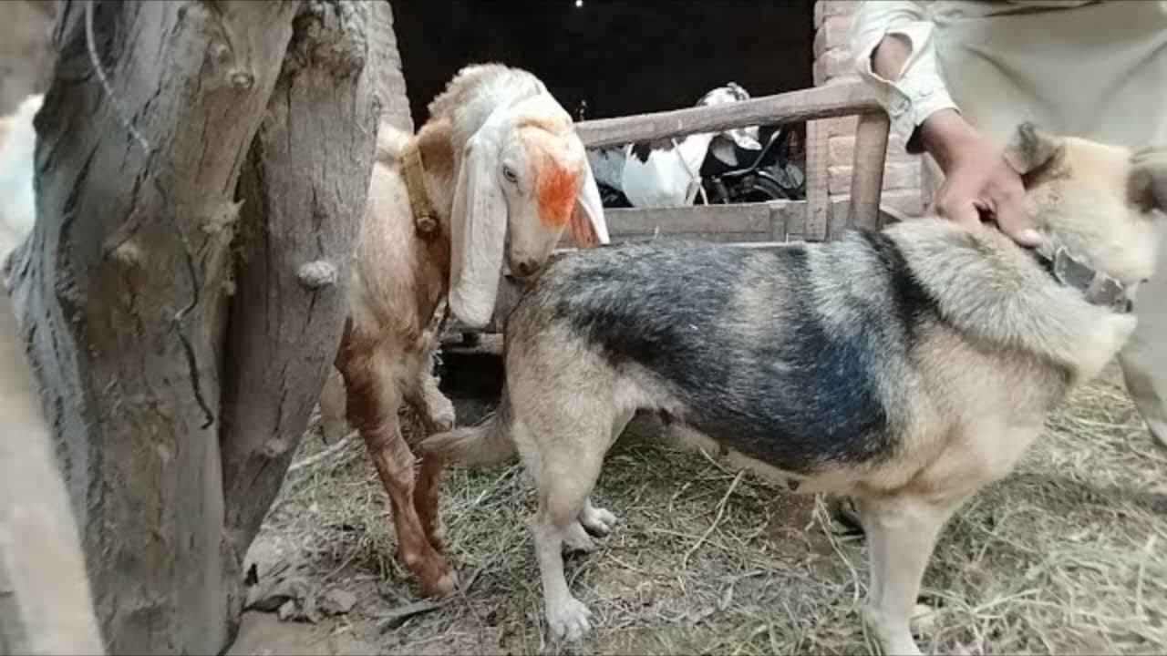 Когда собака впервые встречает овцу 🐶🐑 | Смешные реакции 😂