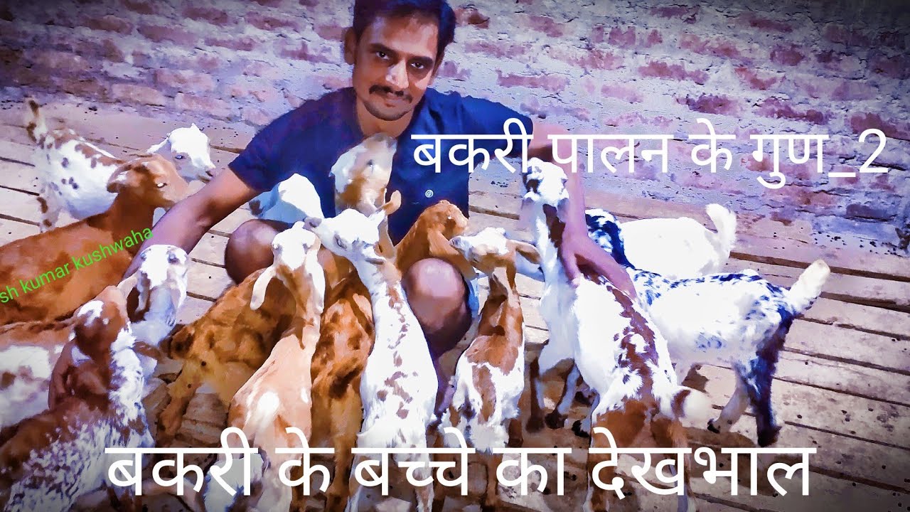 बकरी के बच्चे को मारने से ऐसे बचाएं
