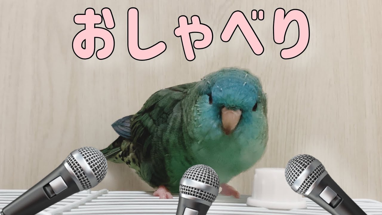 新たな歌も？！ミントちゃんのおしゃべり♪【サザナミインコ】