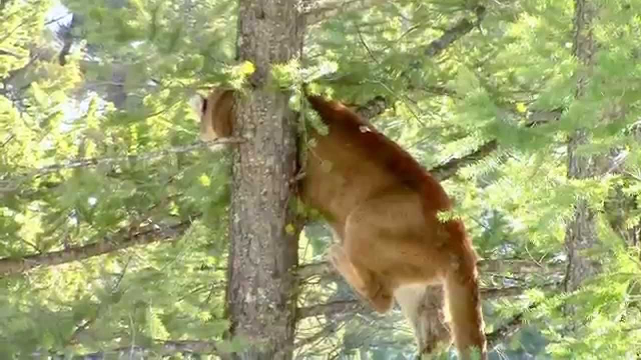 BC Cougar Hunt