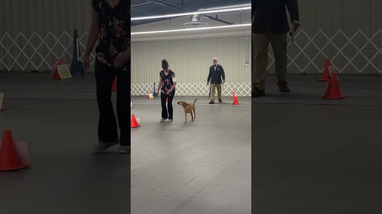 Nesto AKC Rally Master Leg #3 5/15/25 Durango Kennel Club (Farmington, NM)