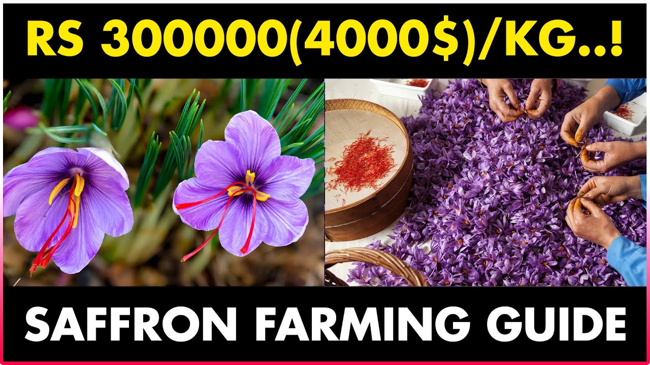 SAFFRON FARMING - Cultivation, Irrigation, Harvesting and Drying | How to grow Saffron at Home