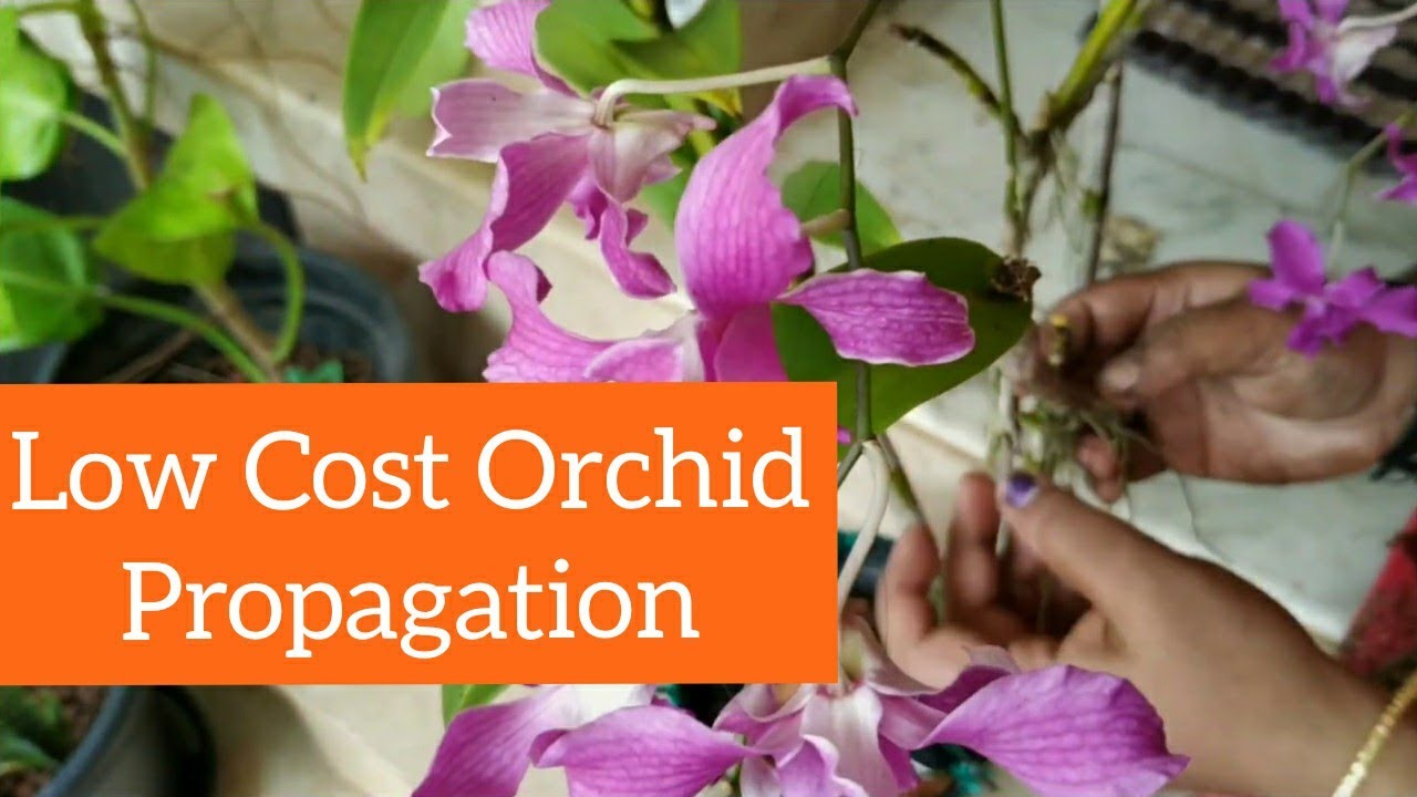 How To Propagate Dendrobium Orchids ! Orchid care.