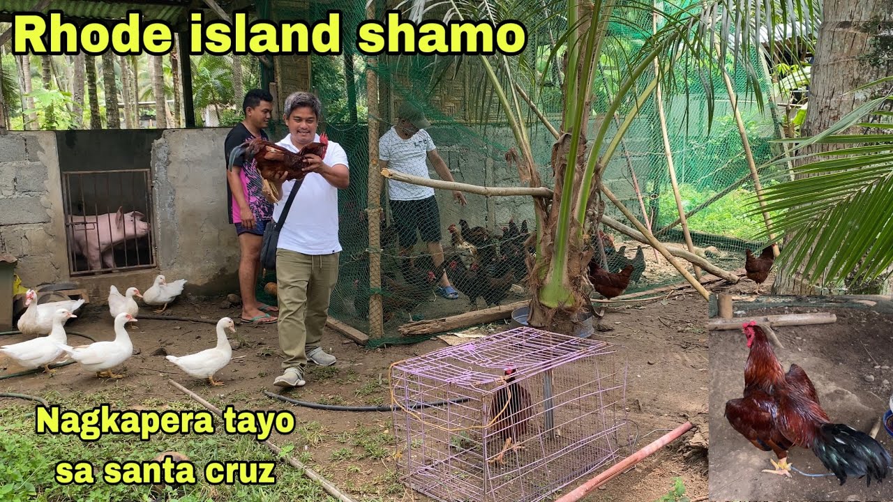 RHODE ISLAND SHAMO NAPAKAGANDANG PANGKARNE COMBO | NAGKAPERA TAYO SA SANTA CRUZ DAVAO DEL SUR