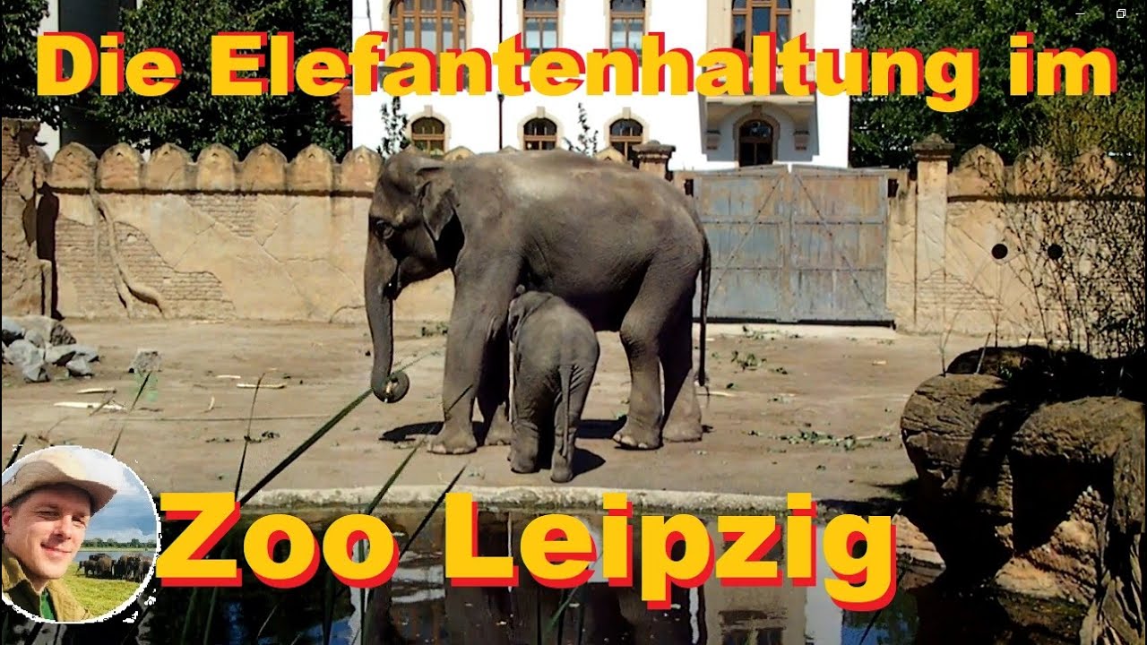 Die Elefantenhaltung im Zoo Leipzig - Update: 2024 - vier Jungtiere und Protected Contact! #ETC