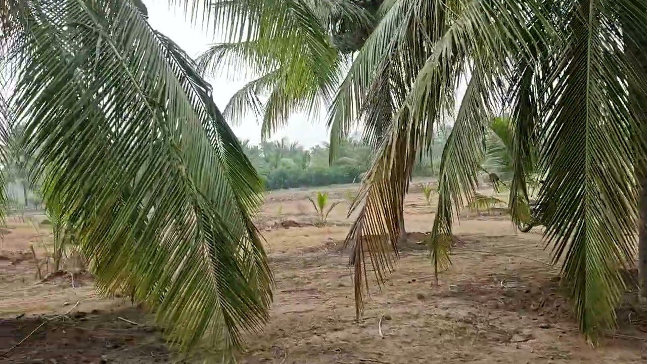 3.5 ஏக்கர் தோப்பு மிக குறைந்த விலையில் விற்பனைக்கு தொடர்புக்கு 90 95 47 14 10 