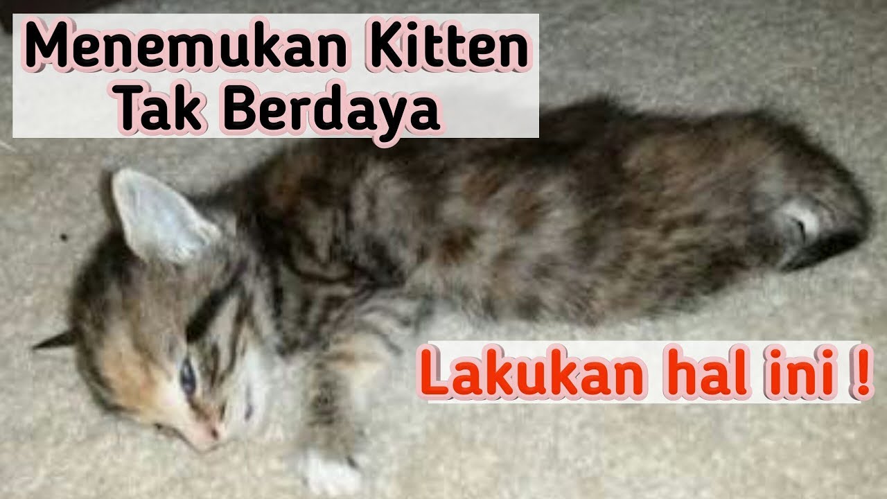 Pertolongan anak kucing sekarat atau tidak nafsu makan