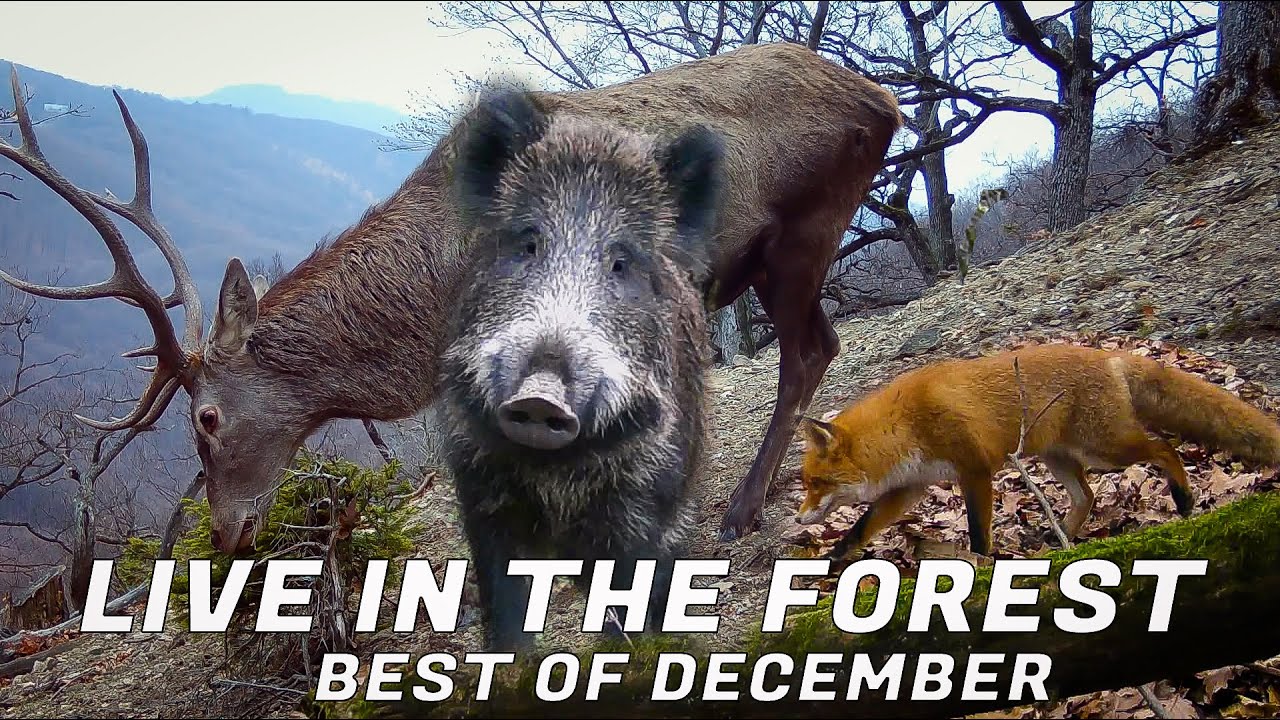 LIVE in the FOREST - best of December 2025