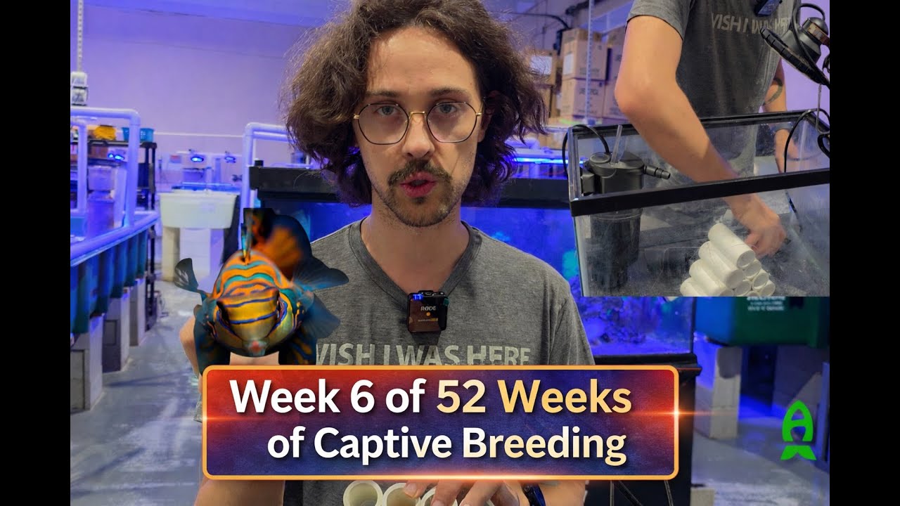 52 weeks of Captive-Breeding with Biota Aquariums – 6th week — Making a DIY Breeding Kit on a Budget