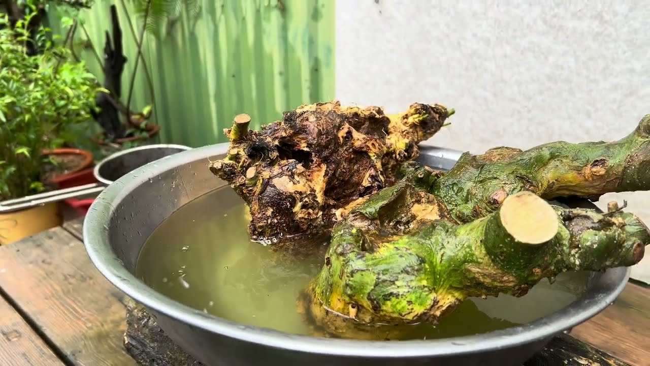 Không Cần Rễ Vẫn Sống
