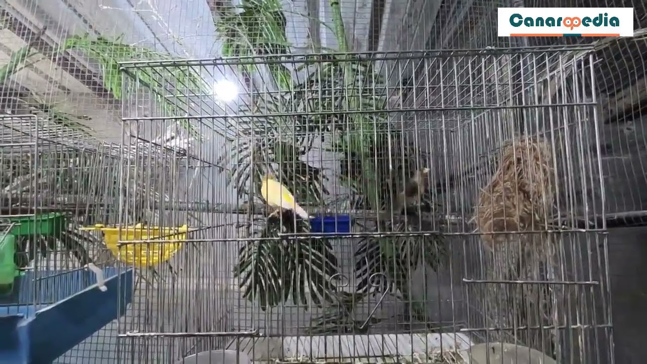 Canary and Hybrid Canary Goldfinch Mating !