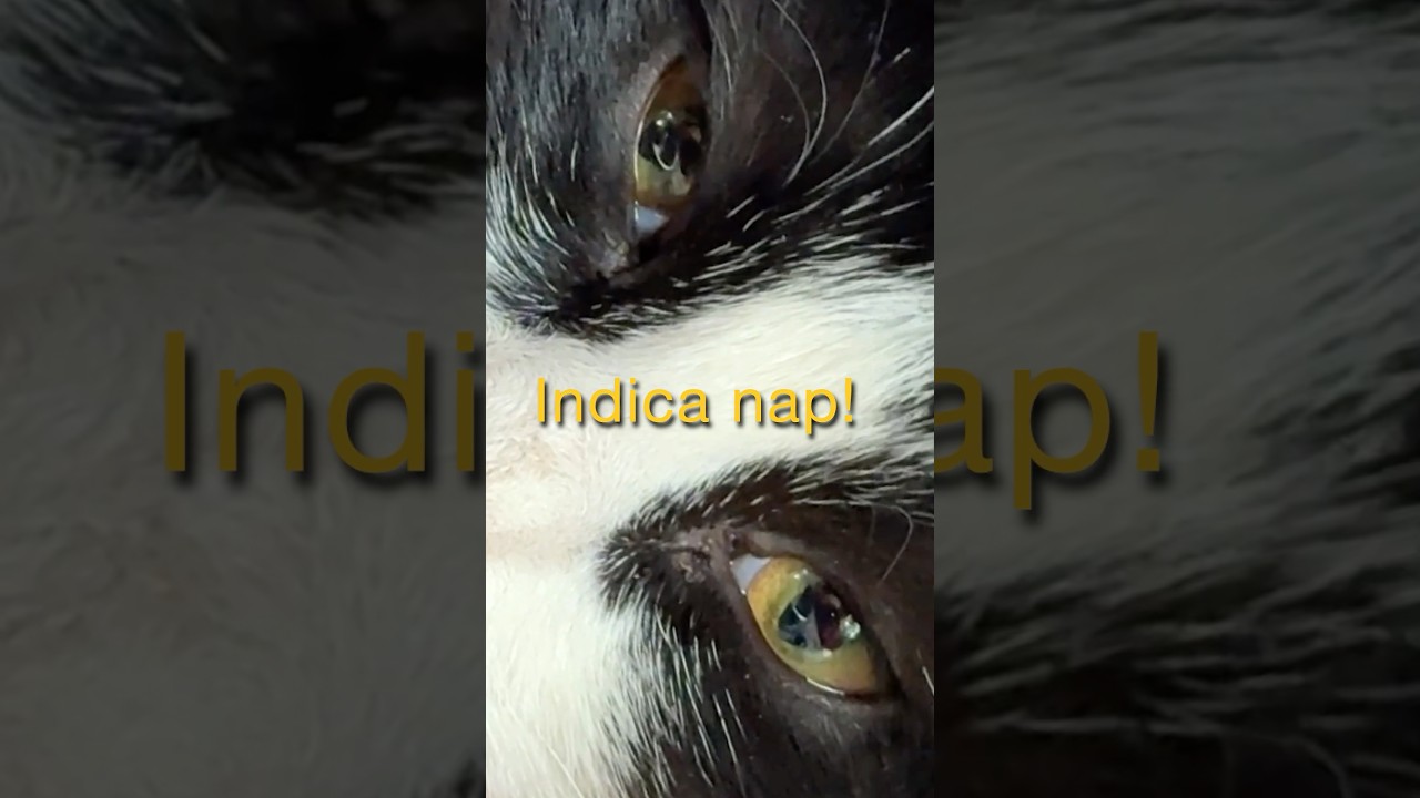 🎥 "Rosie’s Indica Vibes! 😻 Nap time? 🔥"🎥 "رزی و حال ایندیکا! 😻 وقت چرت؟ 🔥"💕  