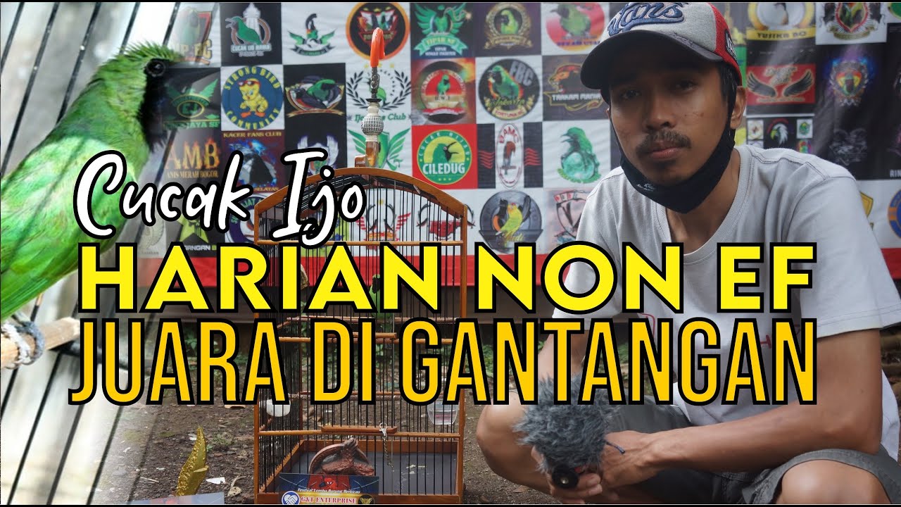 CUCAK IJO HARIAN NON EF JUARA DI GANTANGAN - BONGKAR SETTINGAN CUCAK IJO KOMAT By HoBi ID