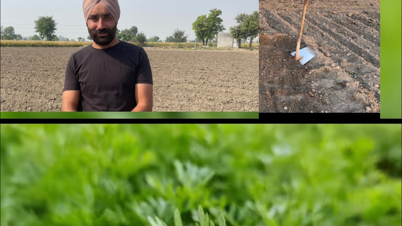 ਗਾਜਰਾਂ ਨੂੰ ਲਗਾਉਣ ਦਾ ਦੇਸੀ ਅਤੇ ਸੌਖਾ ਤਰੀਕਾ #khet #gardening #homegarden #homemadefood #viral #viral 