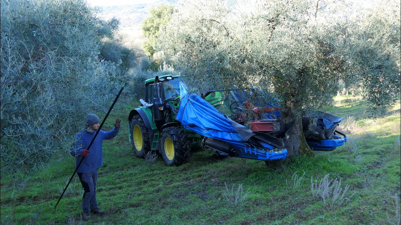 24-12-2024 (Vilares da Vilariça) Apanha da Azeitona # Vareja Mecânica/Motorizada  @carlosnovais@4340