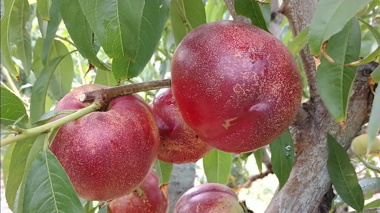 Нектарин Екстрім-33. Nectarine Extreme-33. Перші плоди, неймовірний, медовий смак. Огляд Максі Сад
